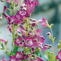 penstemon vesuvius large plant 2 x 1 litre potted penstemon plants