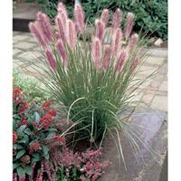 Pennisetum alopecuroides - 1 x 9cm potted pennisetum plant