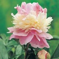 Peony \'Sorbet\' - 3 bare root plants