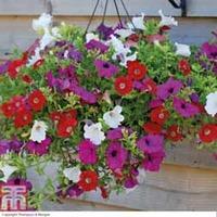 petunia trailing surfinia mixed 40 petunia postiplug plants