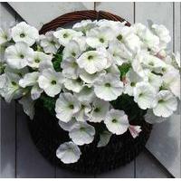 Petunia hanging basket blank car...