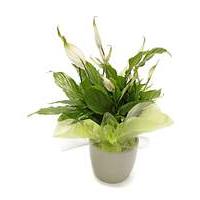 Peace Lilly Potted Ceramic Pot Plant