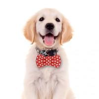 Pet Talking Bow Tie