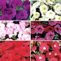 petunia grand prix patchwork semi trailing 50 medium plugs 20 free