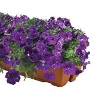 Petunia Nightsky (Semi Trailing) 1 Pre-Planted Troughs