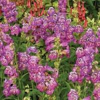 Penstemon Blueberry Taffy 6 x 1 Litre pots