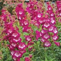 Penstemon Grape Taffy 3 x 1 Litre pots