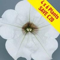 petunia surfinia classic trailing white 24 large plants