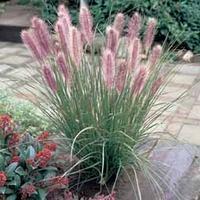 Pennisetum alopecuroides - 3 pennisetum plants in 9cm pots