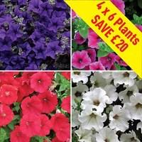 petunia surfinia classic trailing 24 large plants