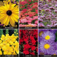 Perennials \'Primary Collection\' (Garden Ready) - 6 perennial garden ready plug plants