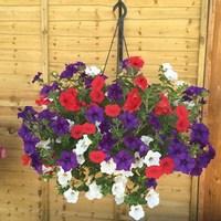 Petunia Patriotic 2 Pre-Planted Hanging Baskets + 5 Plant Feed Sachets