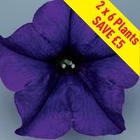 petunia surfinia classic trailing blue 12 large plants