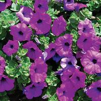 Petunia Surfinia® \'Purple\' (Large Plant) - 2 petunia plants in 3 litre pots