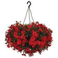 Petunia Surfinia Classic Trailing Red 1 Hanging Baskets