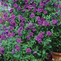 petunia purple passion 10 petunia plug plants