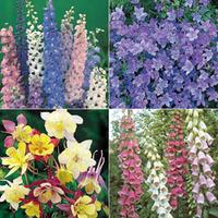 Perennial Collection - 6 perennial plants in 1 litre pots