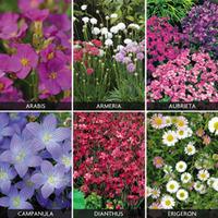 Perennials \'Carpet Collection\' (Garden Ready) - 6 perennial garden ready plug plants