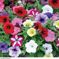 Petunia \'Easy Wave Ultimate Mixed\' (Garden Ready) - 30 petunia garden ready plants