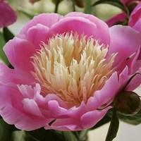 peony bowl of beauty 3 bare root plants