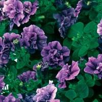 petunia tumbelina scented priscilla 6 jumbo plants