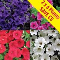 Petunia Surfinia Classic (Trailing) 12 Large Plants