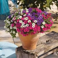 Petunia Trillion Bells Celebration Mix (Trailing) 24 Jumbo Plants