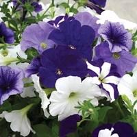 Petunia Montage 24 Large Plants