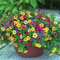 Petunia Trillion Bells Carnival Mix (Trailing) 24 Jumbo Plants