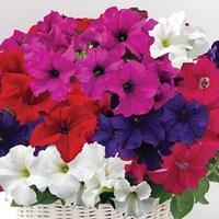 petunia new generation capri hardy 24 large plants