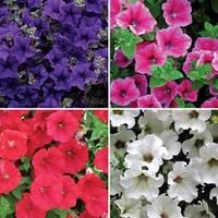 petunia surfinia classic trailing 6 large plants