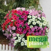 Petunia Grand Prix (Semi Trailing) 12 Mega Plants