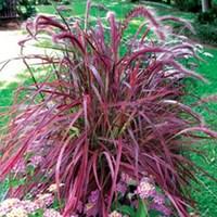 Pennisetum Fireworks 1 Plant 9cm Pot