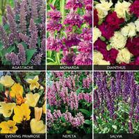 Perennials \'Perfumed Collection\' (Garden ready) - 12 garden-ready plug plants