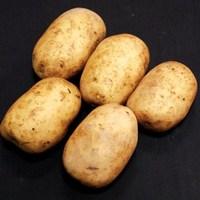 pentland javelin seed potatoes 1kg