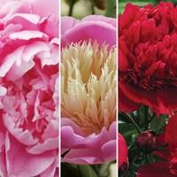 peony triple collection 9 bare root plants