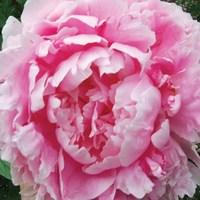 Peony Sarah Bernhardt 9 Bare Root Plants