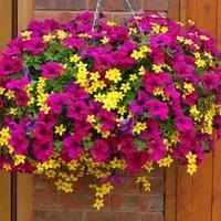 Petunia and Bidens \'Champagne and Gold Cocktail Mix\' - 10 plug plants, 5 of each
