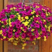 petunia and bidens champagne and gold cocktail mix 10 plug plants 5 of ...