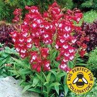 Penstemon Red Bells 12 Large Plants