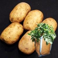 Pentland Javelin Seed Potatoes (2kg) plus 4 patio planters