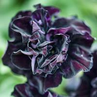 Petunia \'Black Night\' - 10 petunia plug plants