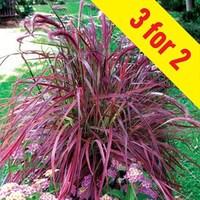 Pennisetum Fireworks 3 Plants 9cm Pot