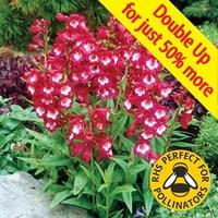 Penstemon Red Bells 24 Large Plants