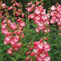 penstemon watermelon taffy 6 x 1 litre pots