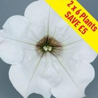 Petunia Surfinia Classic (Trailing) White 12 Large Plants