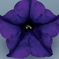 petunia surfinia classic trailing blue 6 large plants