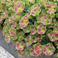 Petunia \'Kermit\' - 5 petunia plug plants