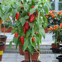 Pepper \'Capsipop Red\' - 2 pepper plants in 9cm pots