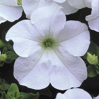 Petunia \'Surfinia® White\' - 5 petunia plug plants